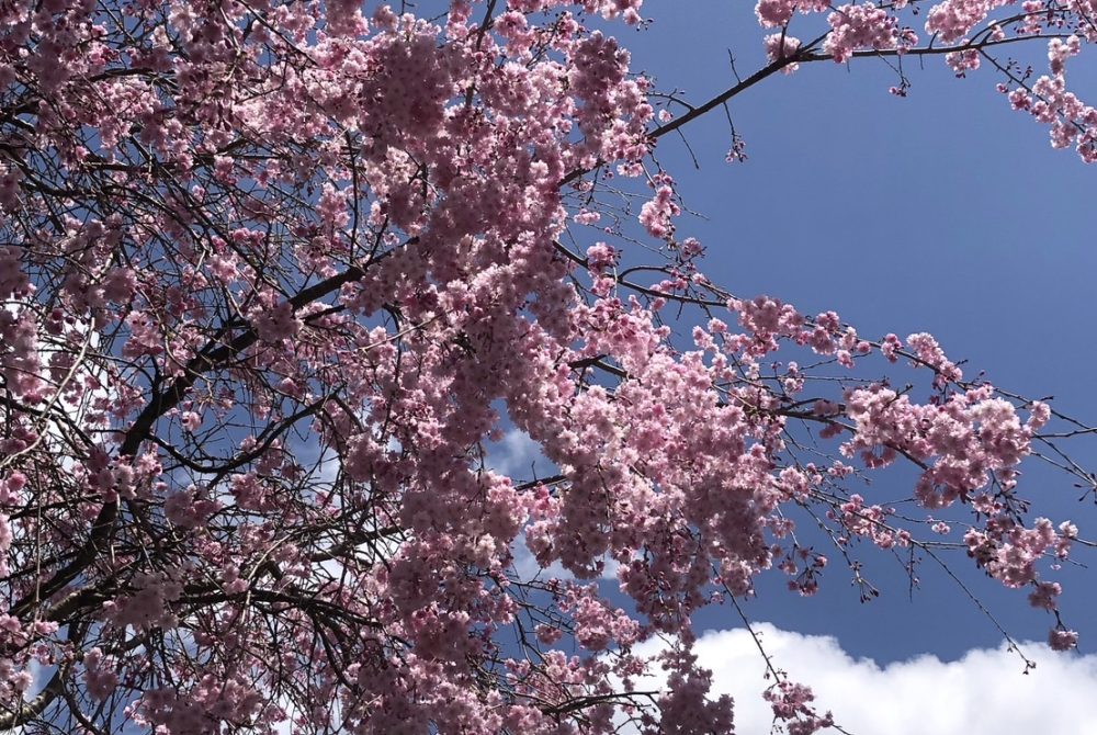 sakura